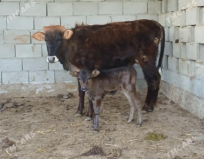 goleli sygyr - Херрикгала - img 1