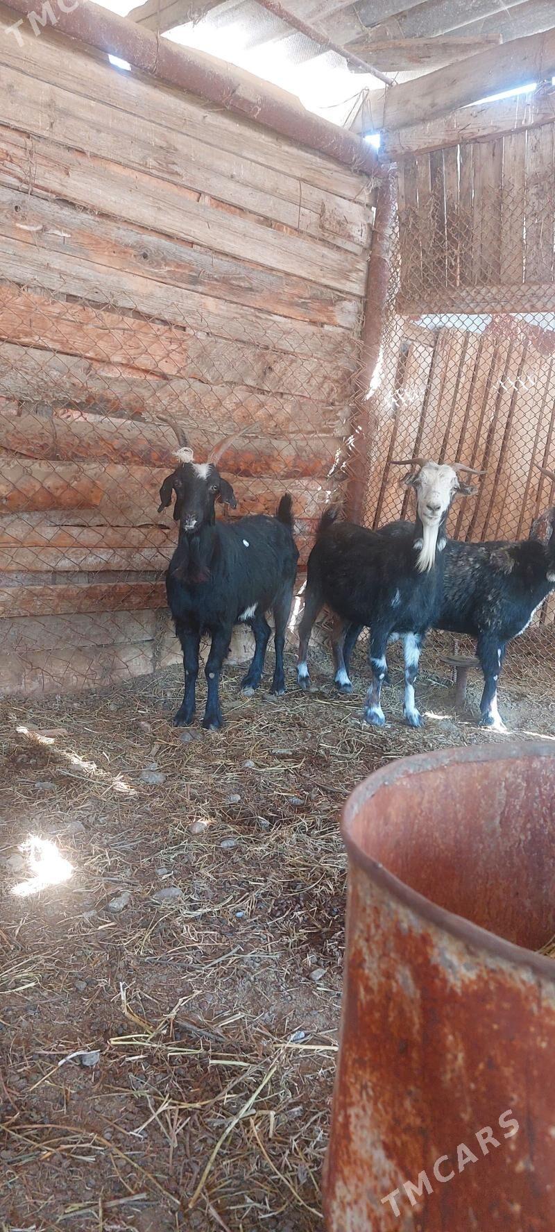 GEÇİ - Гёкдепе - img 1