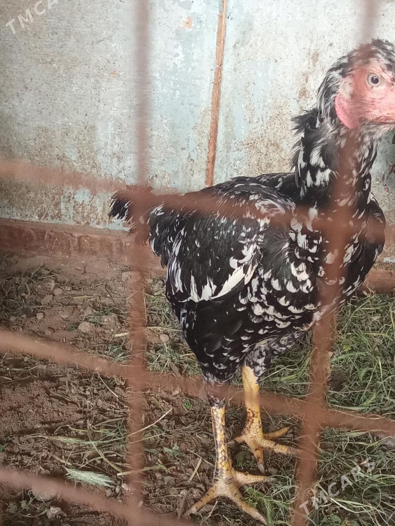 Taşkent - Baýramaly - img 1