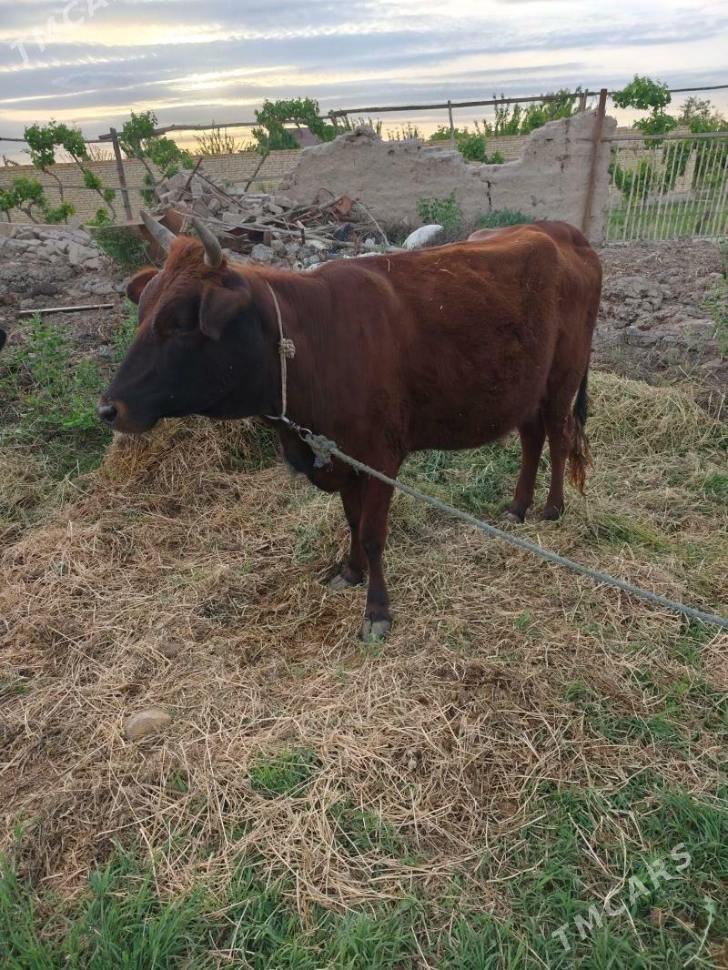 yetik bogaz - Туркменабат - img 1