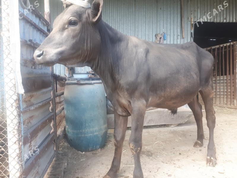 Meýdan Öküzler - Векильбазар - img 1