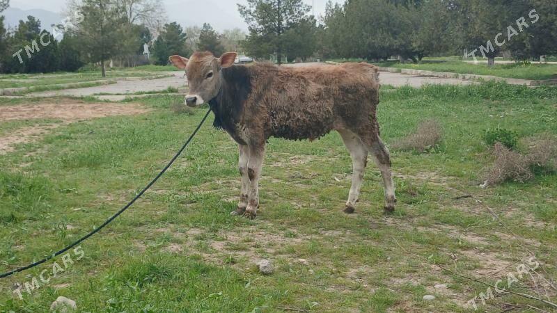 okuz - Ашхабад - img 1