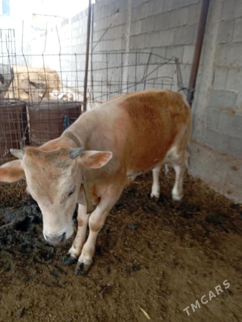 okiz - Aşgabat - img 1