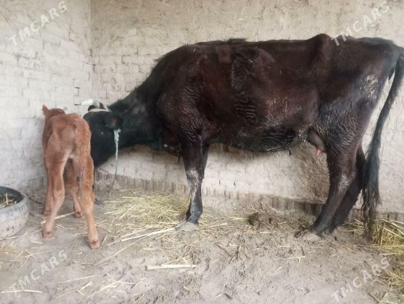 goleli sygyr - Шабатский этрап - img 1