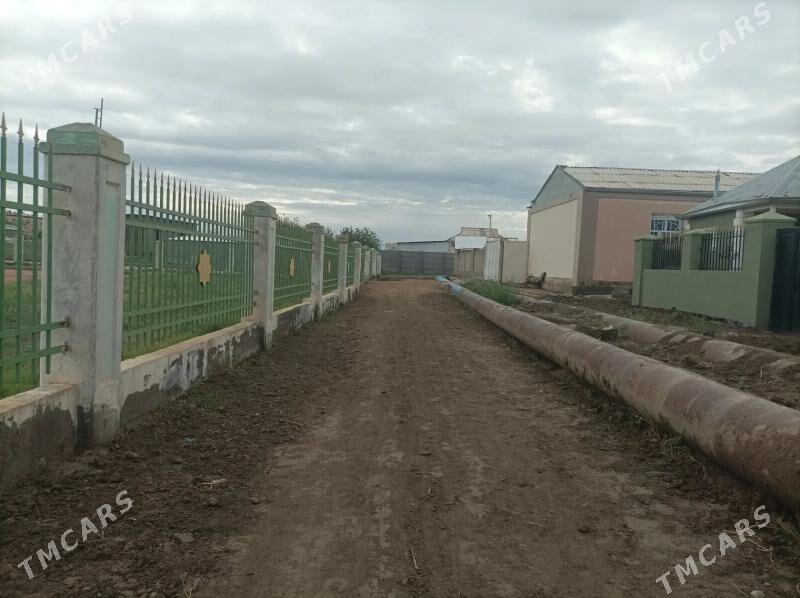 Hovly jaý - Mary - img 1