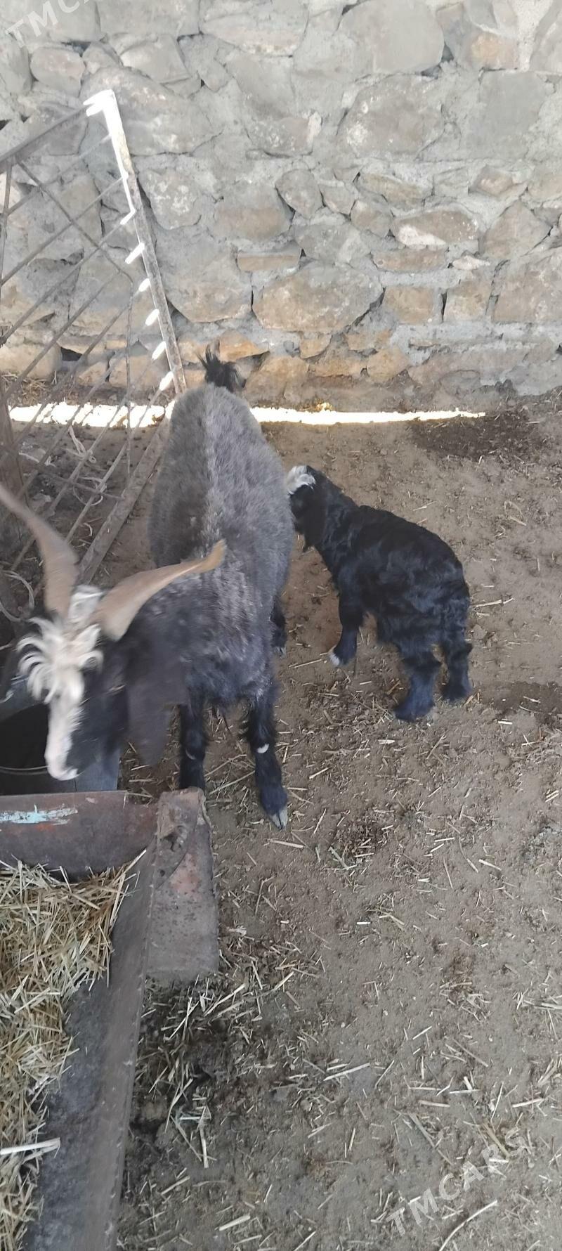 geci owlakly - Бахарден - img 1