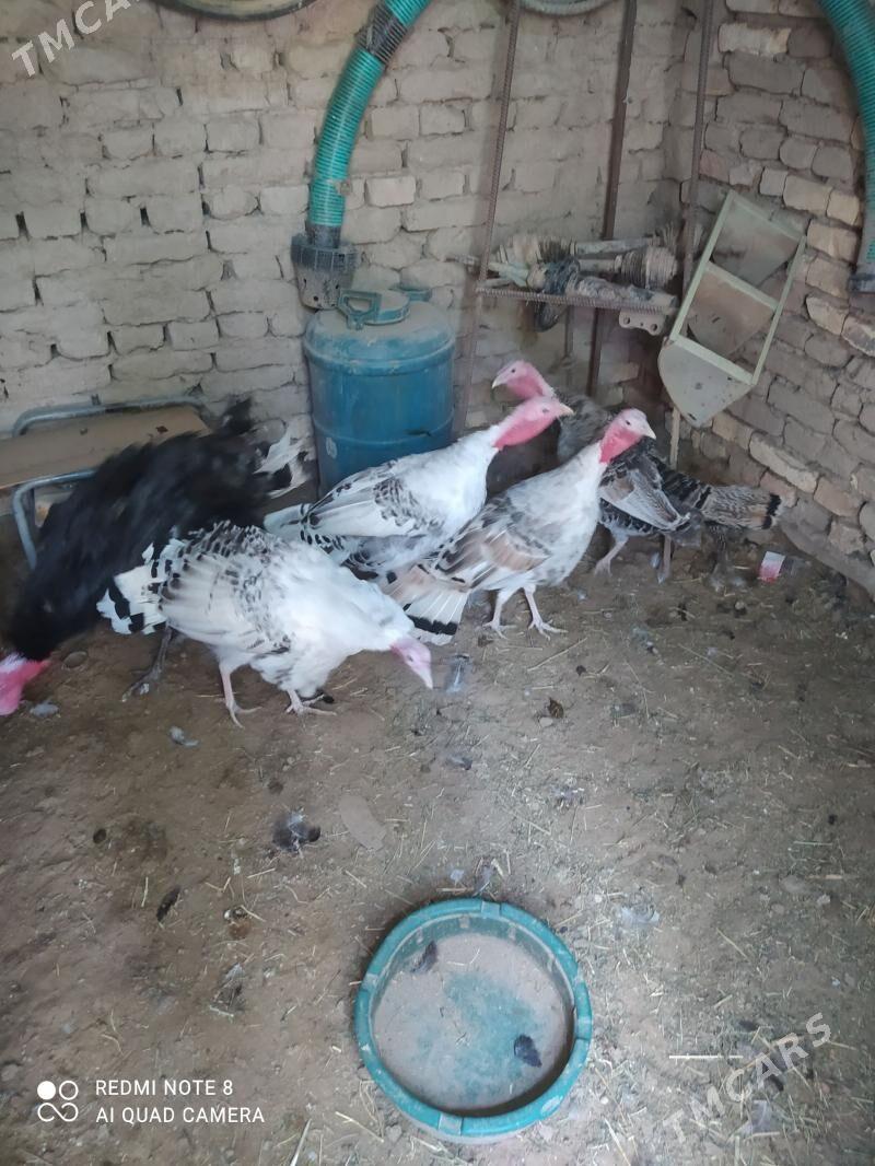 induk - Sakarçäge - img 1