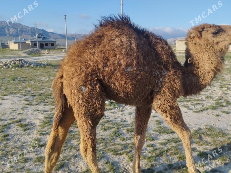 torum - Берекет - img 1