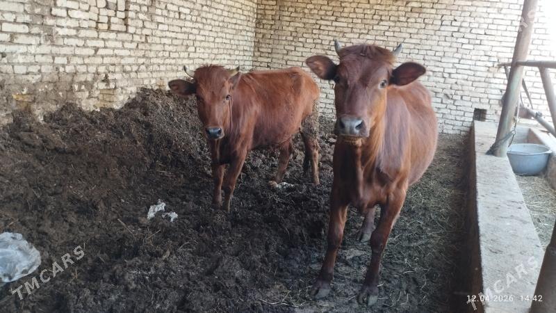 gulajyn - Мургап - img 1