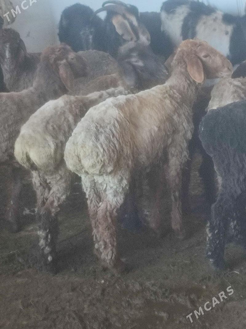 Tokly - Бахарден - img 1