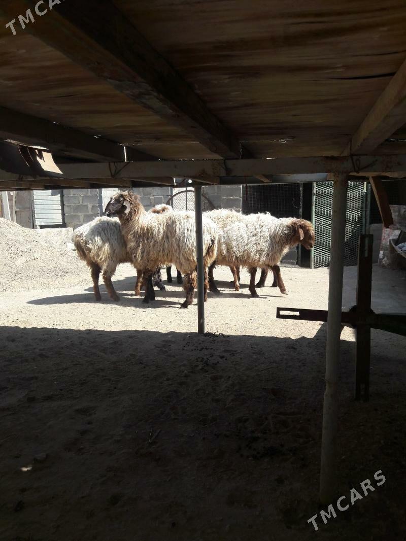 Goýun - Gumdag - img 1