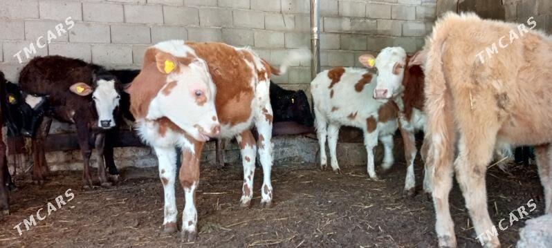 Öküz Tüwe Göle - Aşgabat - img 1