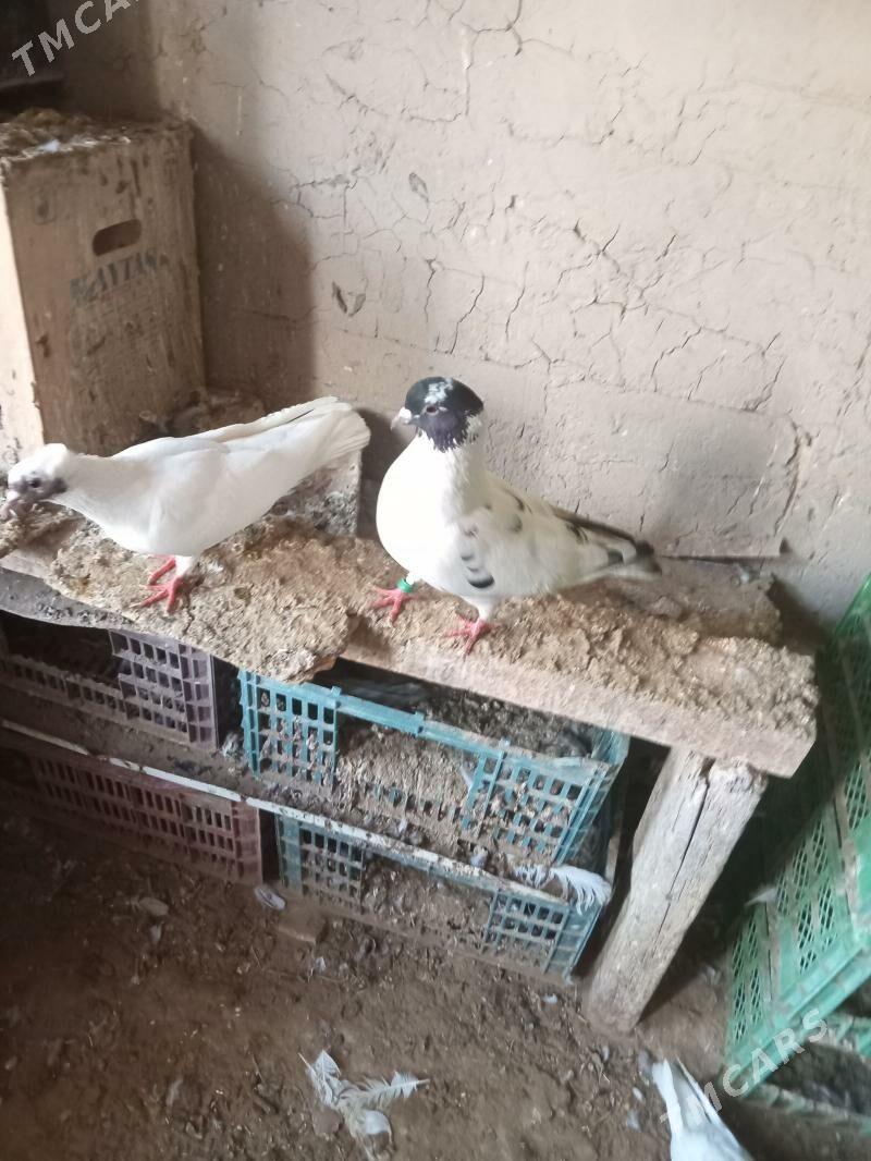 kepderi - Сакарчага - img 1