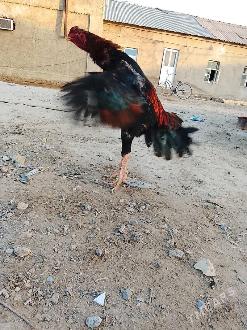 Bayes horaz - Мары - img 1