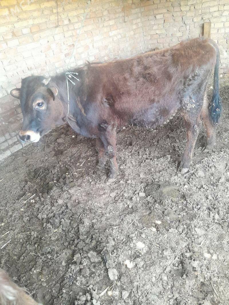 okuz - Çärjew - img 1