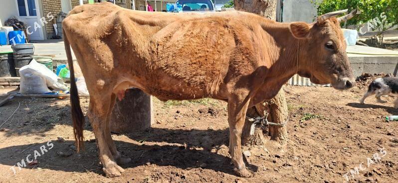 sygyr - Чоганлы - img 1