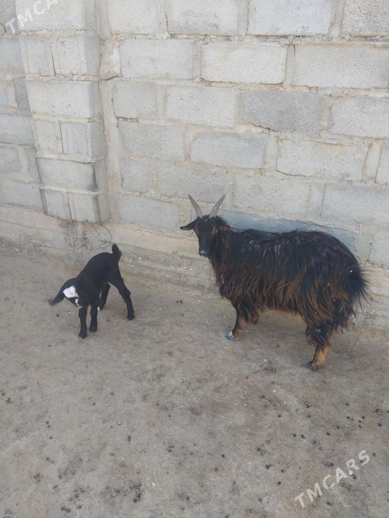 geci - Gumdag - img 1