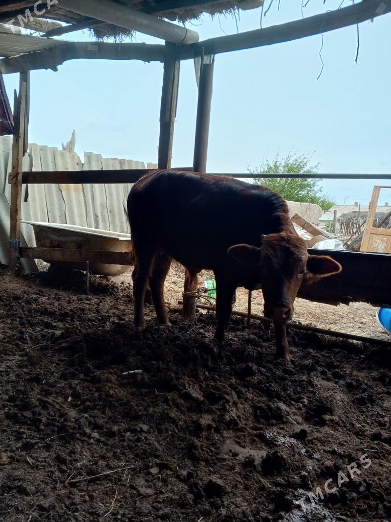 okuz - Türkmenabat - img 1