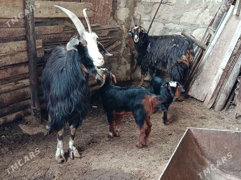 Owlakly geçi - Balkanabat - img 1