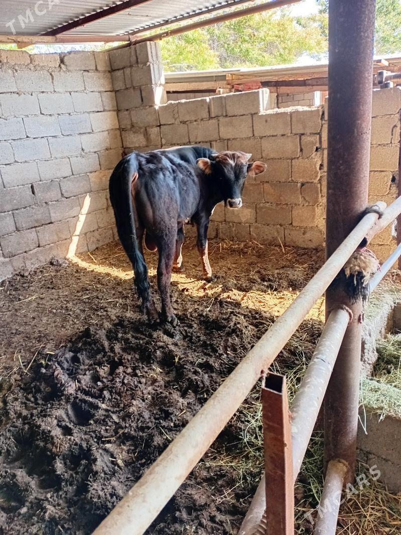 okuz - Ak bugdaý etraby - img 1