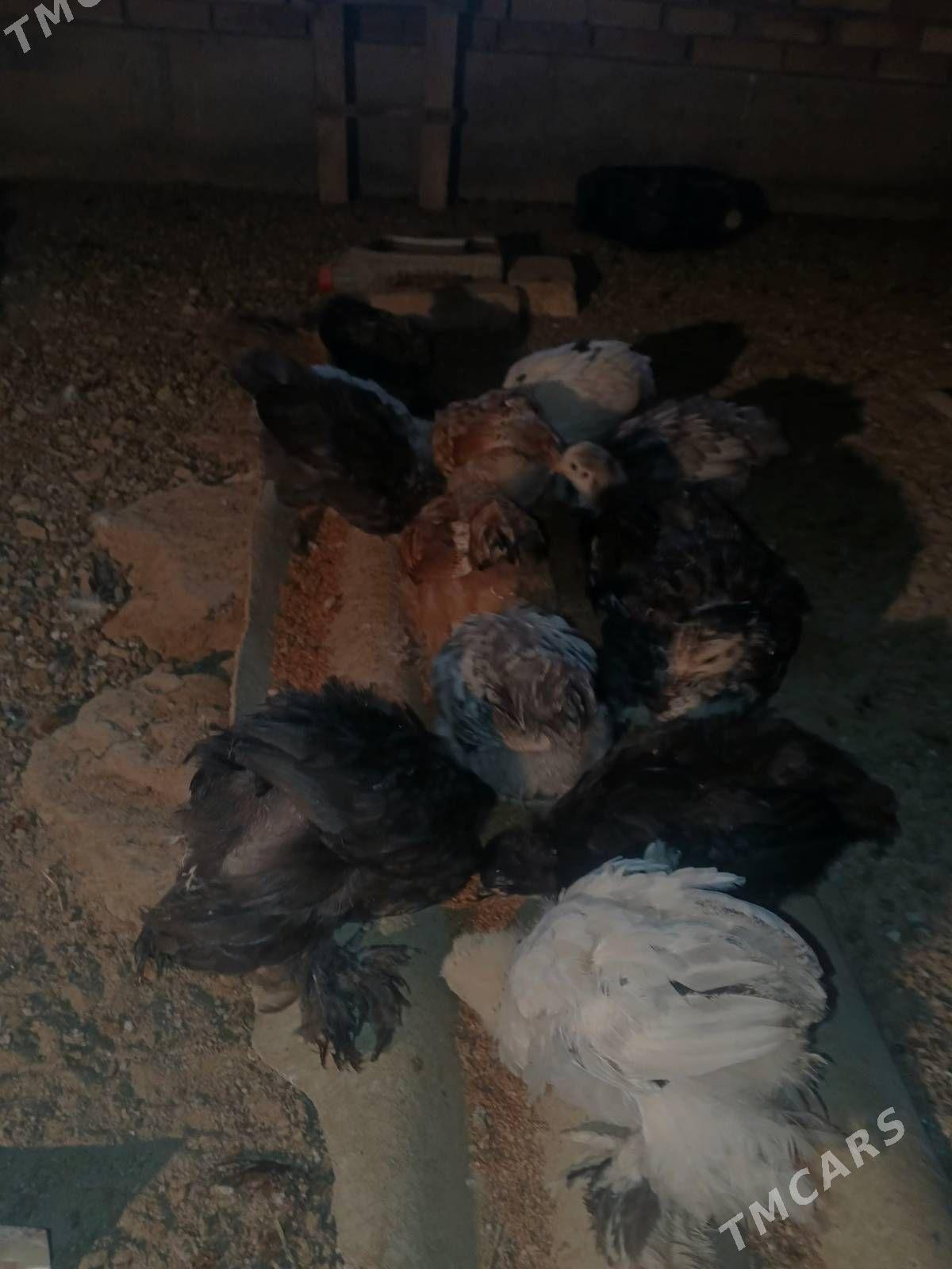 brama - Mary - img 1