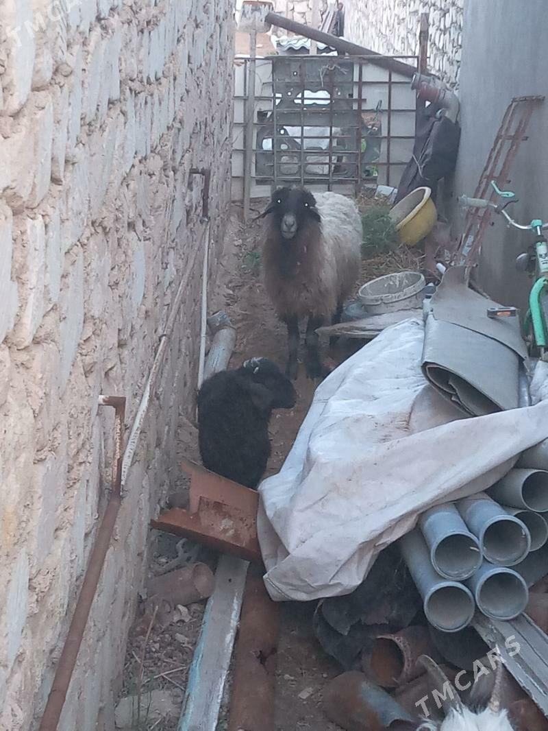 guzyly goyun - Туркменбаши - img 1