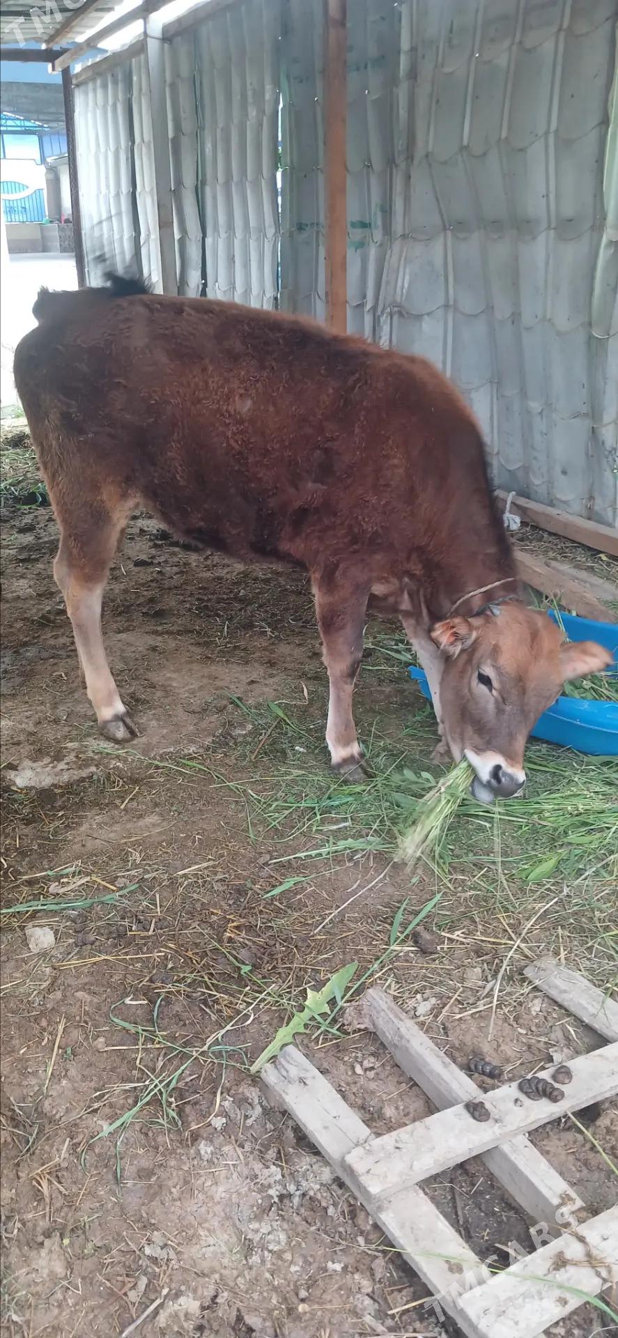 Sygyrlar - Гёкдепе - img 1