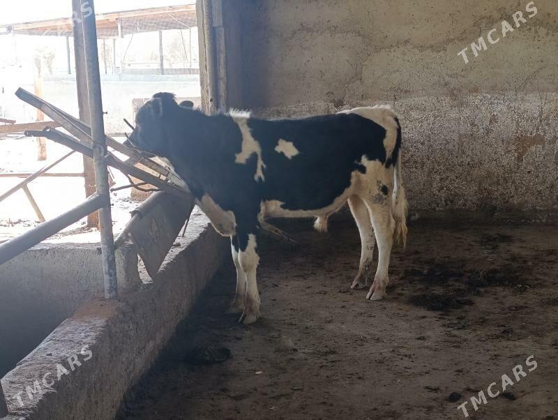 okuz - Bagyr - img 1