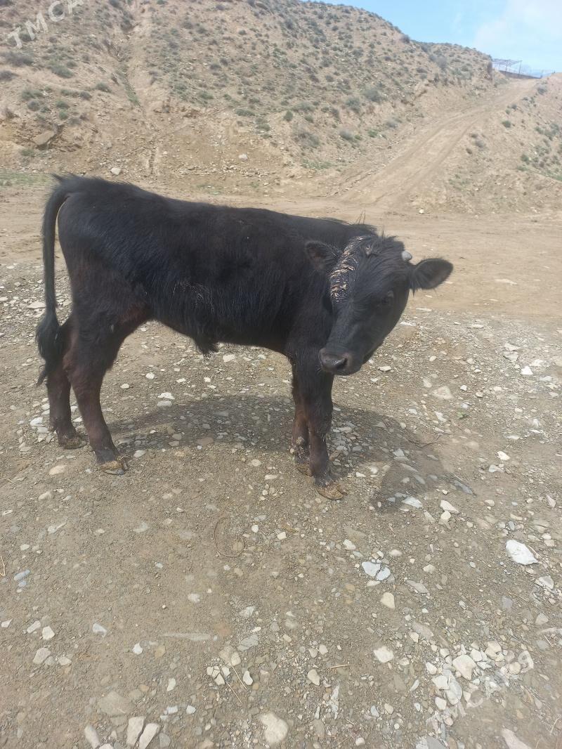 Angus öküz - Bäherden - img 1