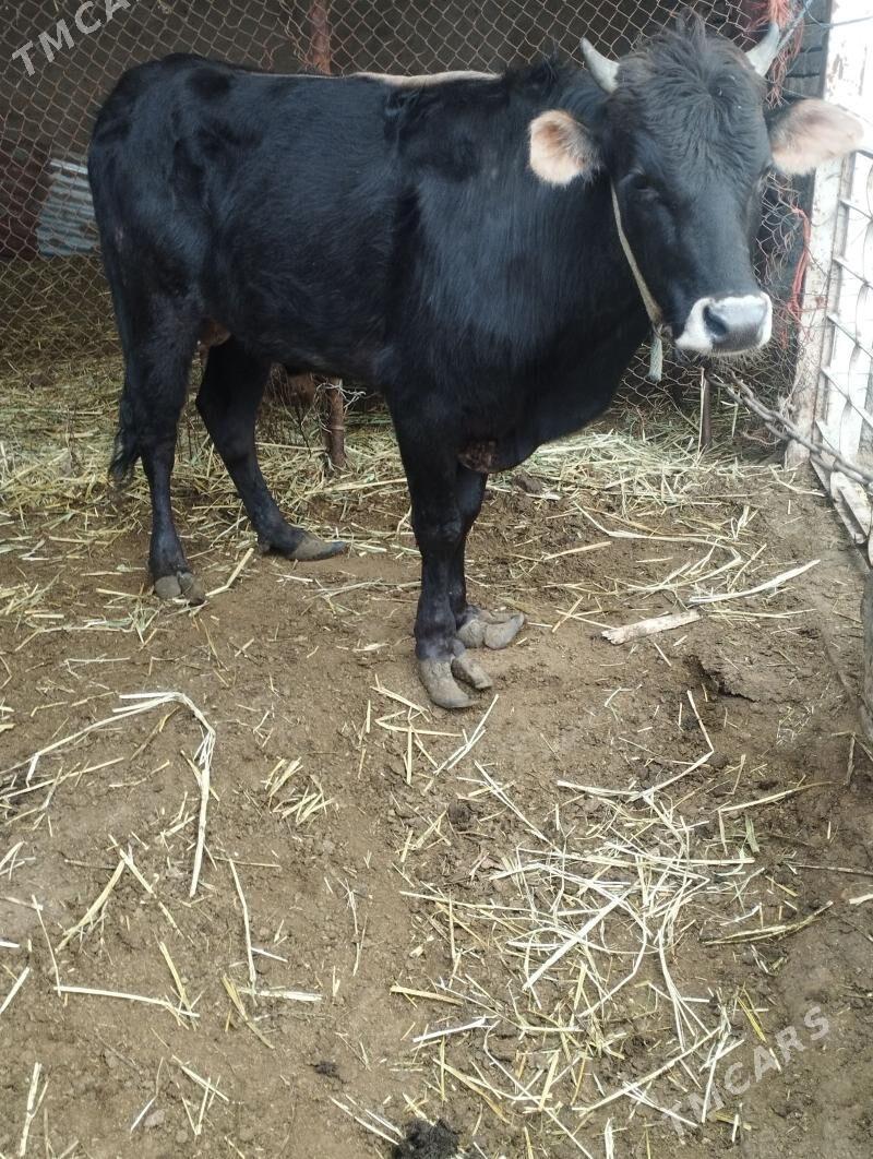 Ökiz - Ак-Бугдайский этрап - img 1