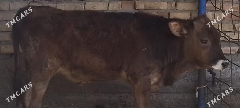 okuz-tuwe - Bäherden - img 1