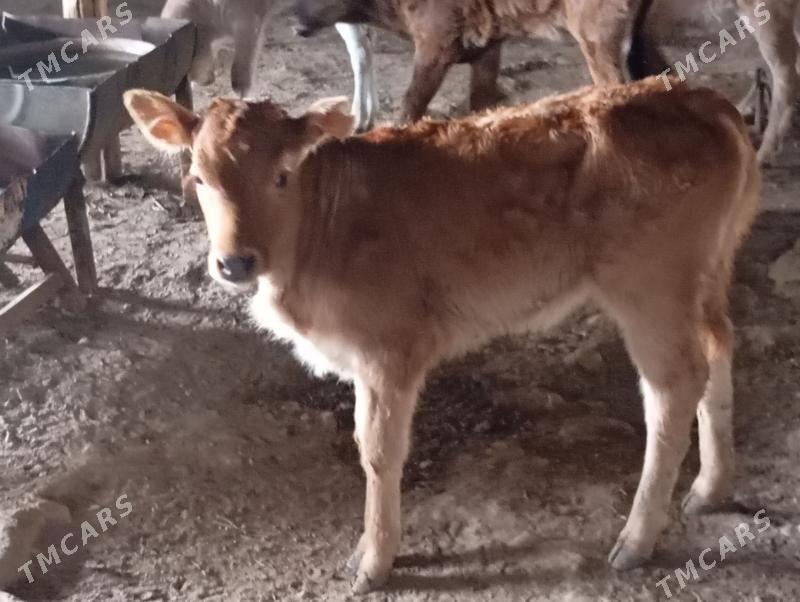 Tohum goleli sygyr - Gyzylarbat - img 1