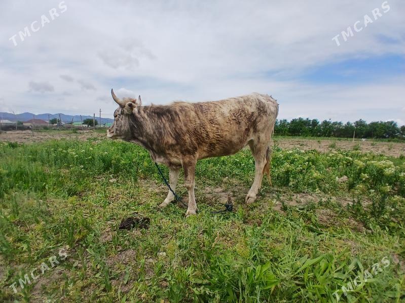 tüwe bogaz - Bäherden - img 1