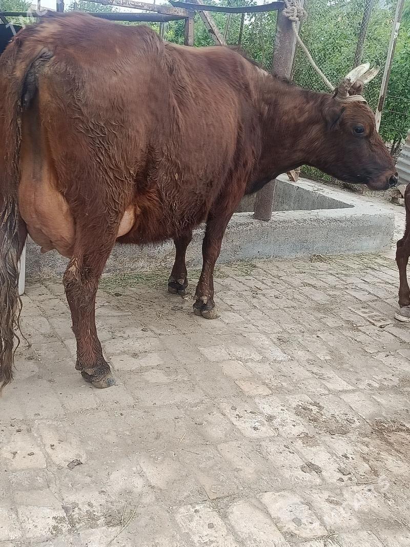 goleli sygyr - Туркменабат - img 1