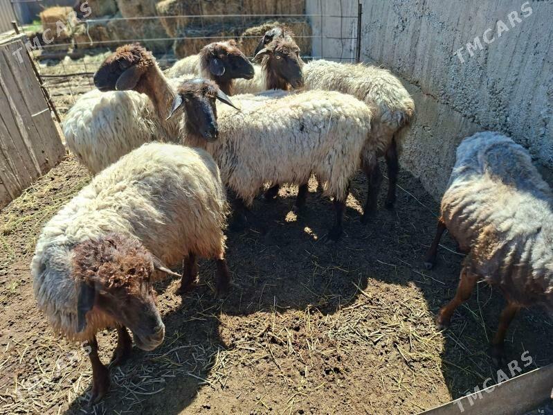 goyunlar - Gypjak - img 1