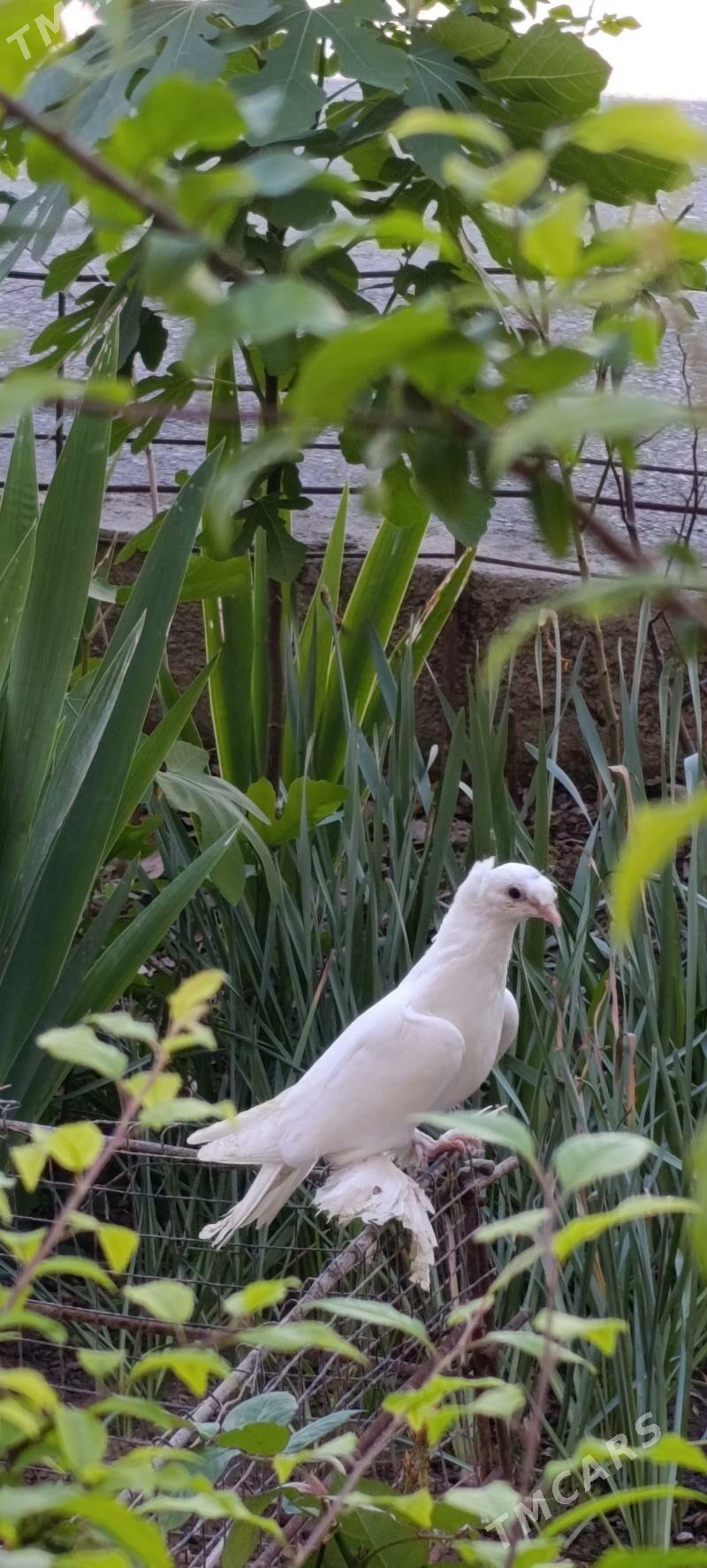 kepdery - 11 мкр - img 1