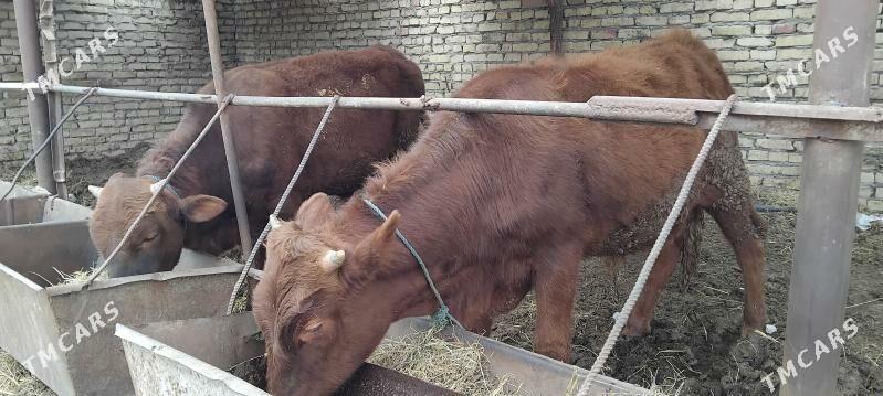 okuzler - Çärjew - img 1