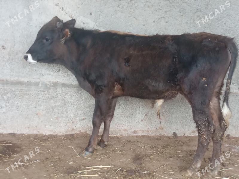 OKUZ - Bagyr - img 1