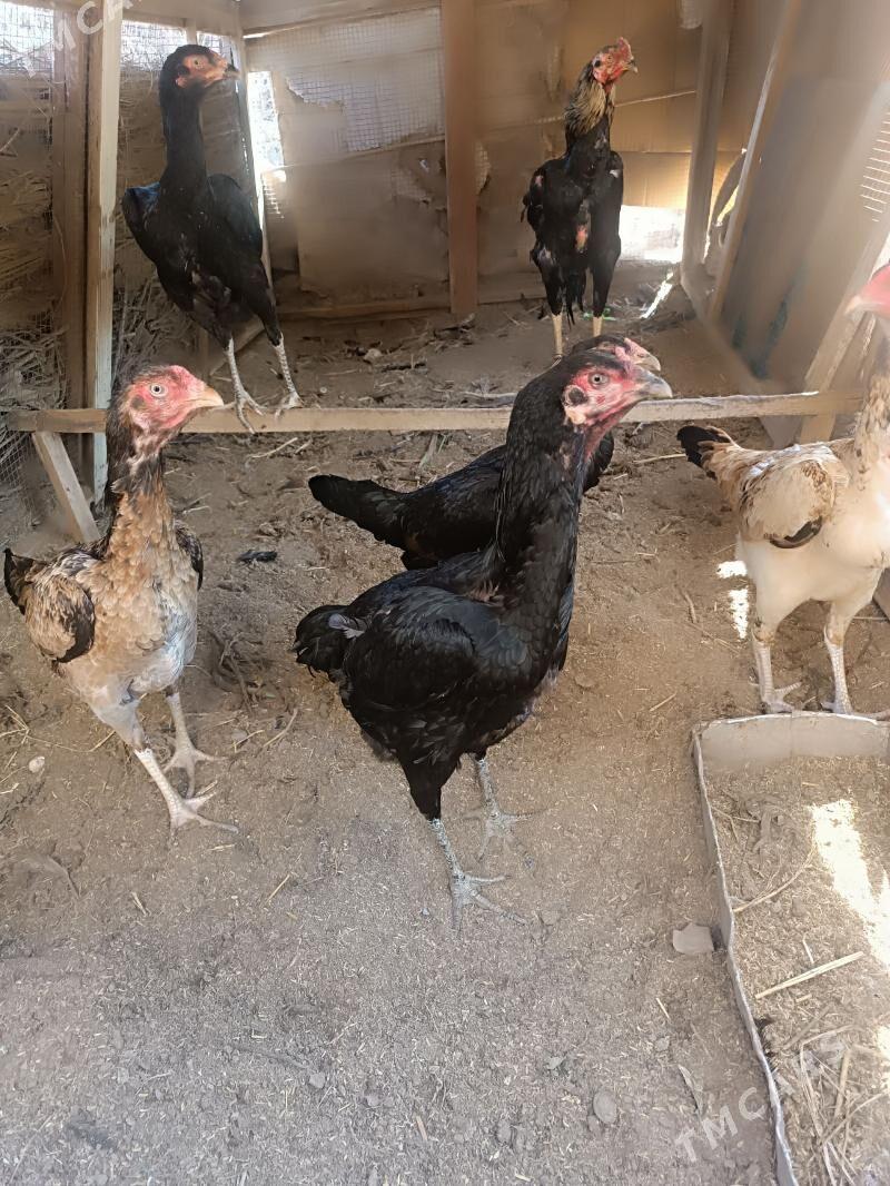 b towuklar - Dänew - img 1