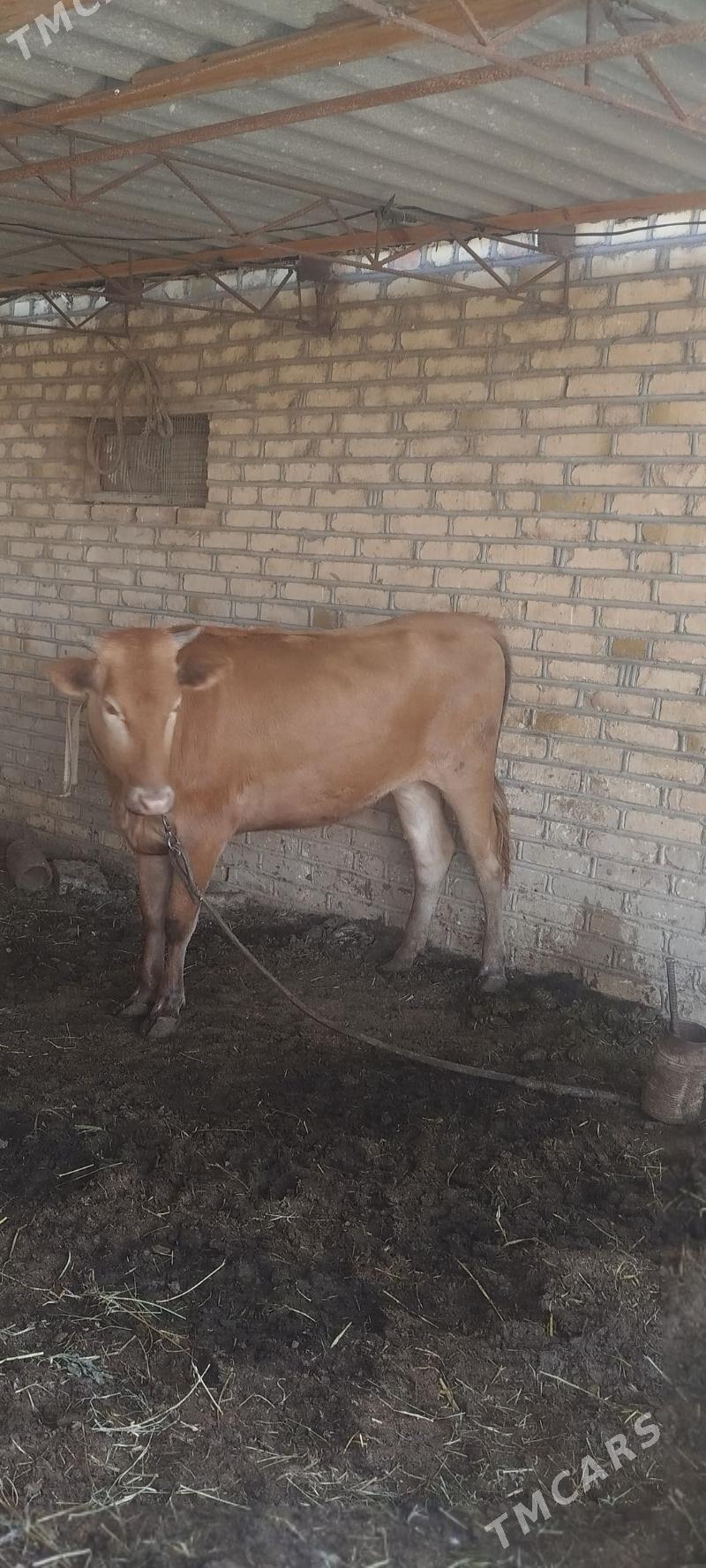 gulajyn - Wekilbazar - img 1