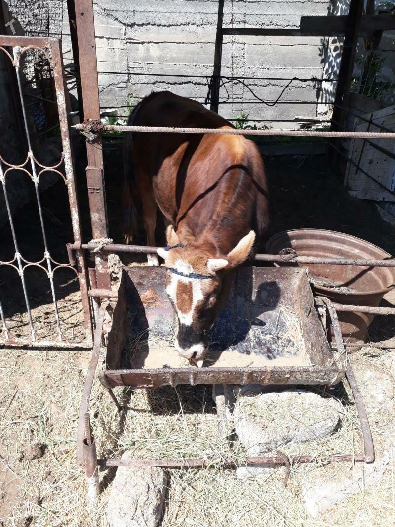 Окуз - Анев - img 1