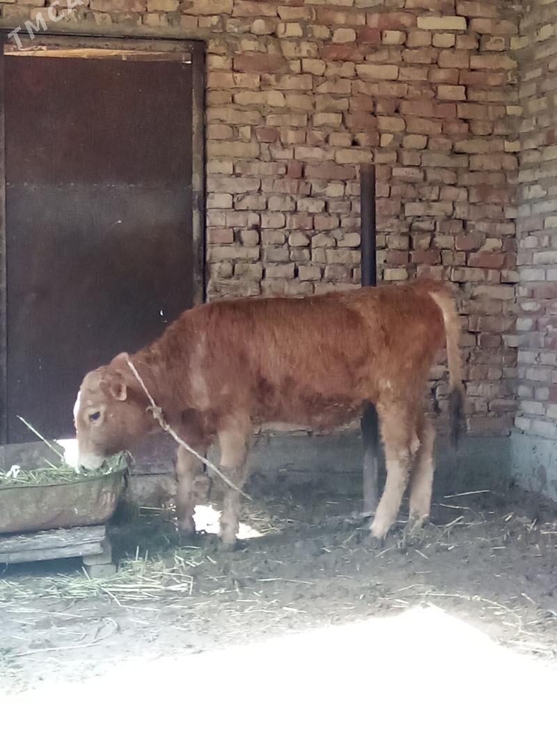 Öküzler 9 aýlyk - Гёкдепе - img 1