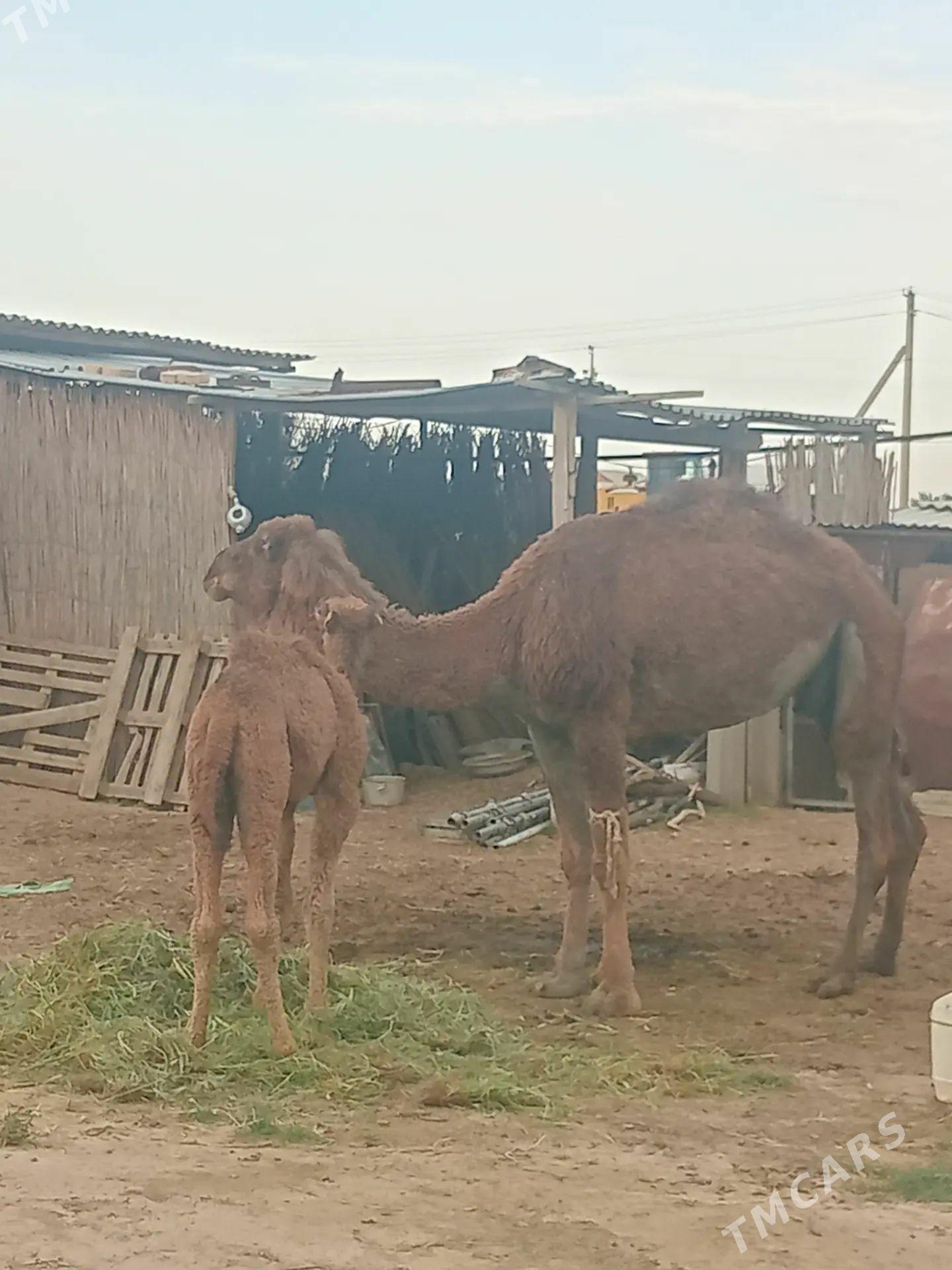 KÖSEKLI DÜÝE - Sakarçäge - img 1