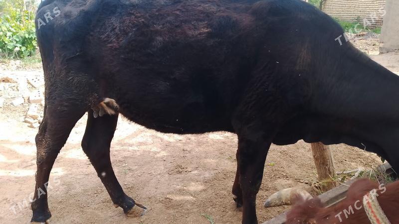 bogaz - Mary - img 1