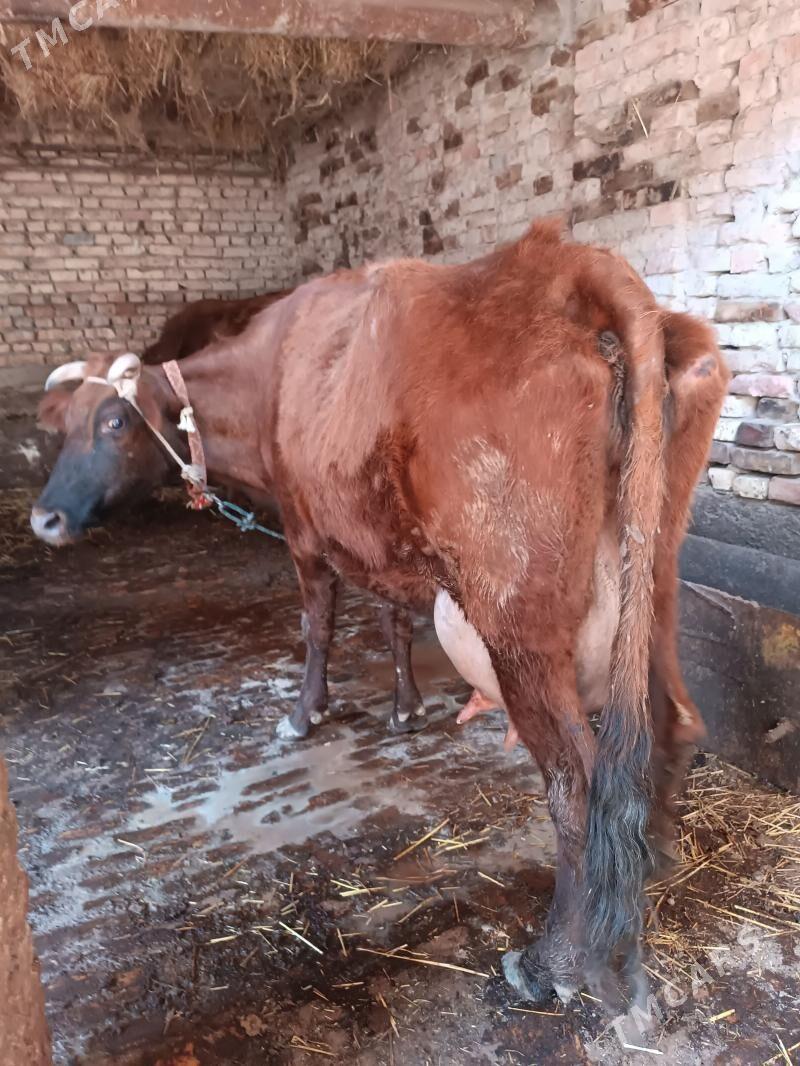 Göleli sygyr - Туркменабат - img 1