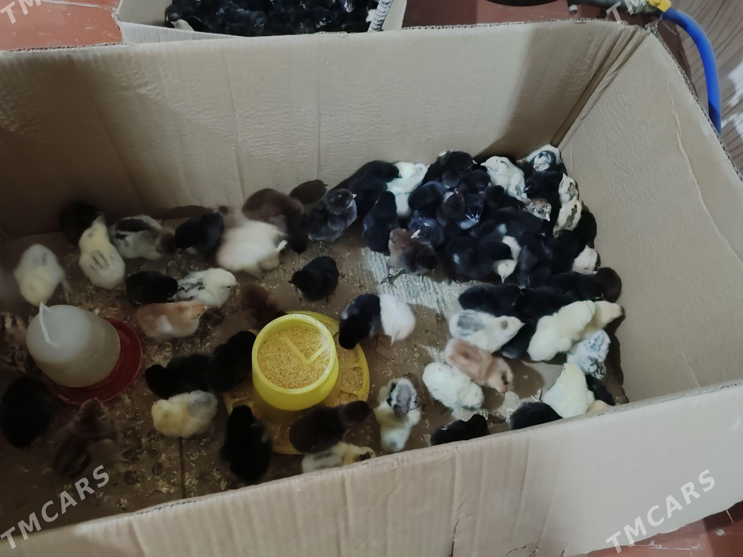 Jüyje büroler - Çärjew - img 1