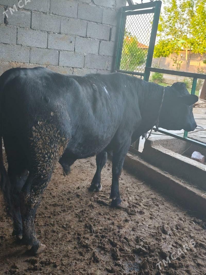 galyşteyin Okuz - Aşgabat - img 1