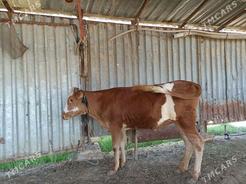 Gulajyn gole - Мургап - img 1