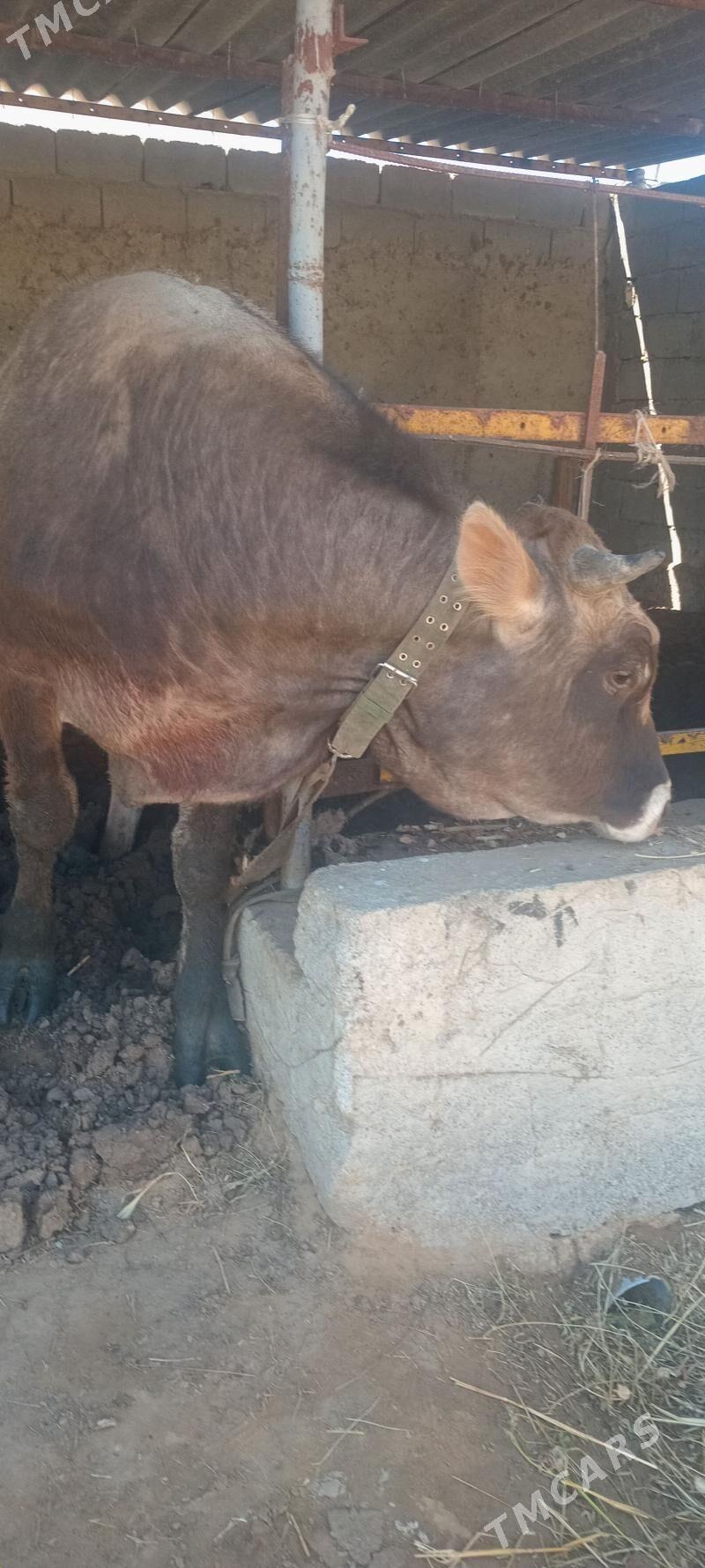 öküz 3sany - Анев - img 1