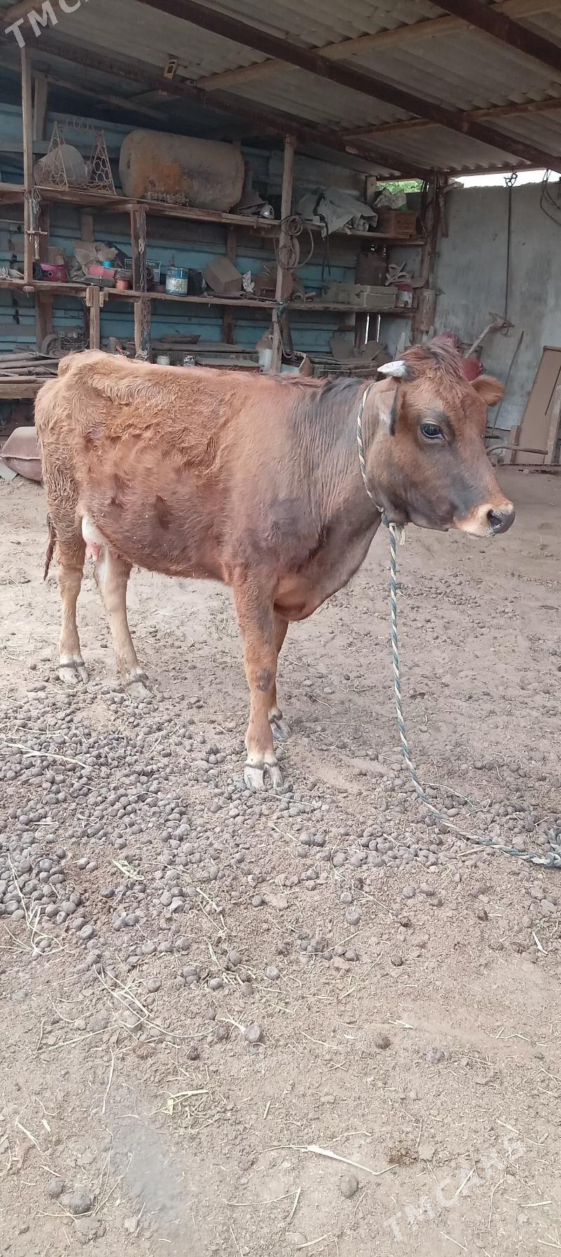 Sygyr 1rynji Garyn - Babadaýhan - img 1